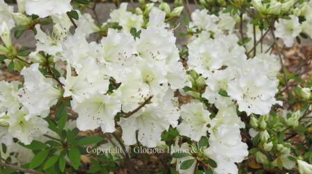 Encore azalea 'Autumn Starlite' has white ruffled blooms with a green throat.