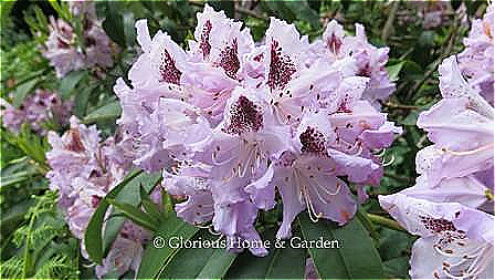 Rhododendron 'Blue Peter' is an evergreen rhododendron in lavender with a darker purple blotch.  Flowers appear in a large truss of about 15 individual blooms.  The shrub can reach to about 6'.
