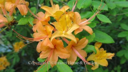 Rhododendron calendulaceum is a native deciduous azalea of the eastern Appalachian Mountains in variable colors of yellows, oranges, and reds.