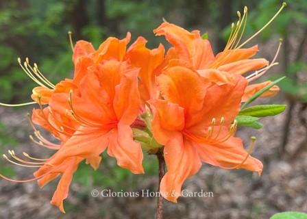 Rhododendron calendulaceum 'Tangerine Delight'