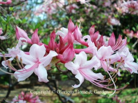 Rhododendron canescens, native to the southeast U.S. has pink buds that open to pale pink to white flowers with long pink stamens and are deliciously fragrant.