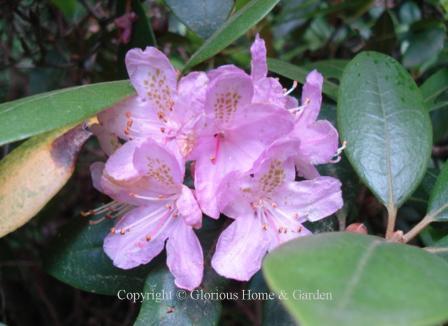 Rhododendron carolinianum is native to the Blue Ridge Mountains of North and South Carolina and Tennessee.  The flowers are a soft lilac-pink.