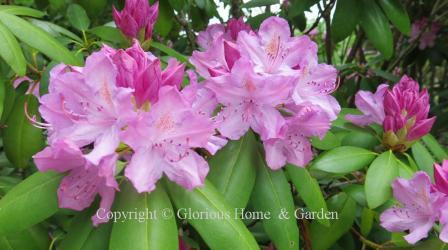 Rhododendron catawbiense, or Catawba rhododendron, is a species native to the eastern U.S. mountains.  It has large trusses of lilac-purple flowers.