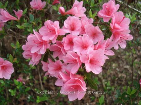 Kurume hybrid azalea 'Coral Bells' is smothered in small hose-in-hose soft coral flowers in spring.