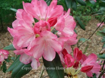 Rhododendron x 'Fantastica' has big round trusses of blooms.  Dark pink buds open to pink flowers flushed with white.