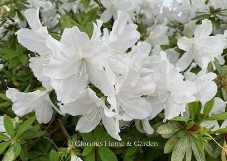Rhododendron 'G.G. Gerbing'
