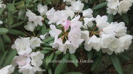 Rhododendron hyperythrum. This evergreen species, from Taiwan, has pink buds that open to white, though there is variation in the bloom from pure white, to pale pink, to deeper pink.  The leaves tend to curve under.  Grows to about 6’ in height, but wider.