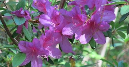 Rhododendron indica 'Formosa' is a Southern indica evergreen azalea in purple-pink.