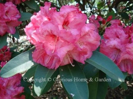 Rhododendron 'Jean Marie de Montague' has light red flowers held in a tight ball shape.