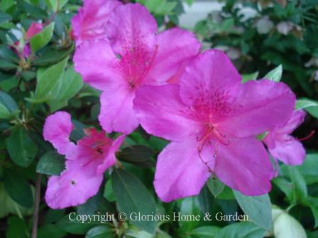 Rhododendron x 'Judge Solomon' is a Southern Indica hybrid evergreen azalea in bright pink with a darker pink blotch.