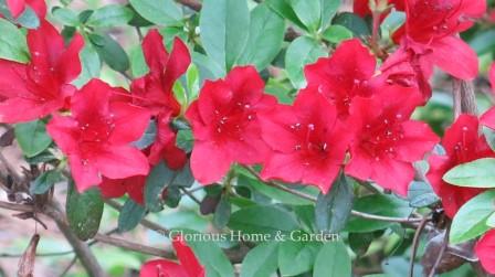 Rhododendron x 'Karafune' is a Kurume hybrid azalea in deep red.