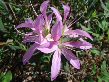 Rhododendron macrosepalum 'Koromo shikibu' has strappy lavender blooms on a dwarf spreading evergreen shrub.