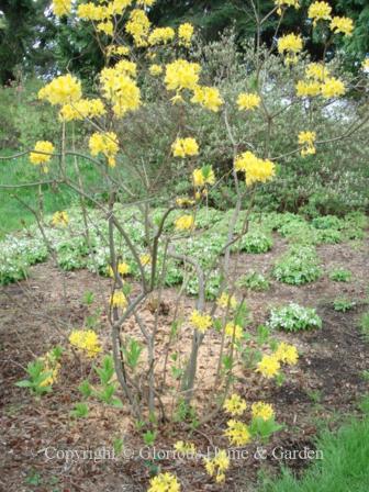 Rhododendron luteum, or Pontic azalea, has clear yellow fragrant flowers.