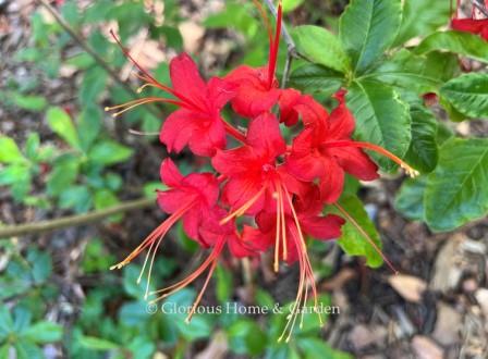 Rhododendron luteum 'Satan' is a fiery red cultivar which  has earned the Royal Horticultural Society Award of Garden Merit.
