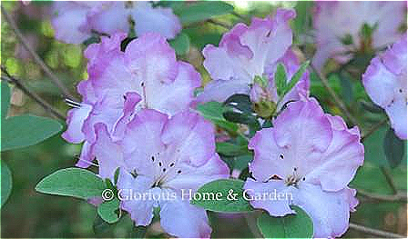 Rhododendron 'Martha Hitchcock' is a Glenn Dale hybrid evergreen azalea in white with purple edges.