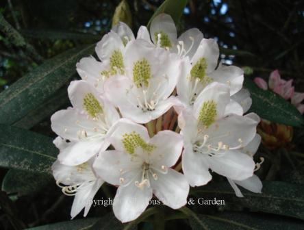 Rhododendron maximum, or rosebay rhododendron is a large shrub found near  moist mountain streams.  It has large trusses of white to pinkish-purple flowers with green splotches.