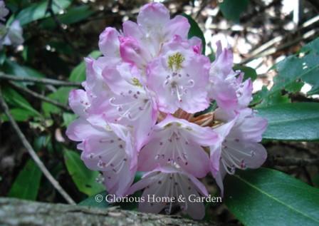 Rhododendron maximum showing a variation in color of purplish-pink.