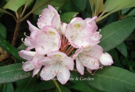 Rhododendron maximum showing a variation in color of rosy-pink.