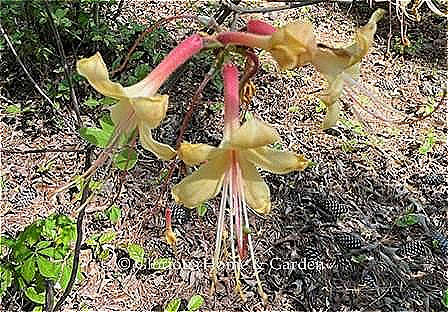 Rhododendron x 'My Mary' is a beautiful cultivar of R. austrinum with soft yellow flowers tinged with pink.