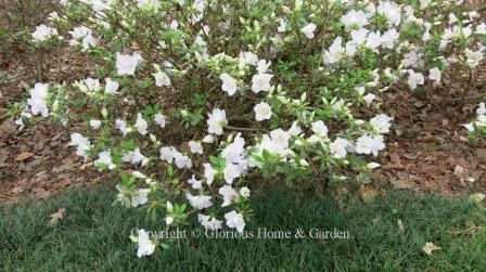 Glenn Dale hybrid azalea 'Pink Ice'