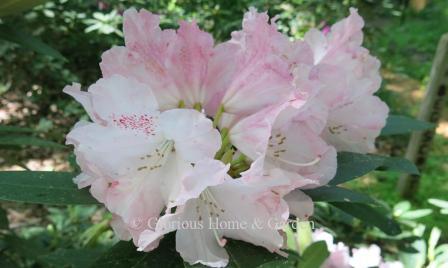 Rhododendron 'Solidarity' has pale pink to rose blooms fading to white, but retaining some pink at the edges.