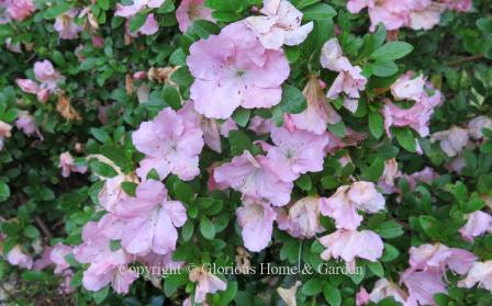 Robin Hill hybrid azalea 'Wachet' has single flowers in lavender-pink with a darker blotch.