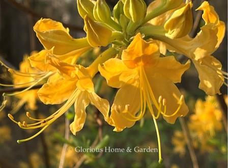 Rhododendron x 'Admiral Semmes' is a beautiful golden-yellow cultivar that really illuminates the spring garden.