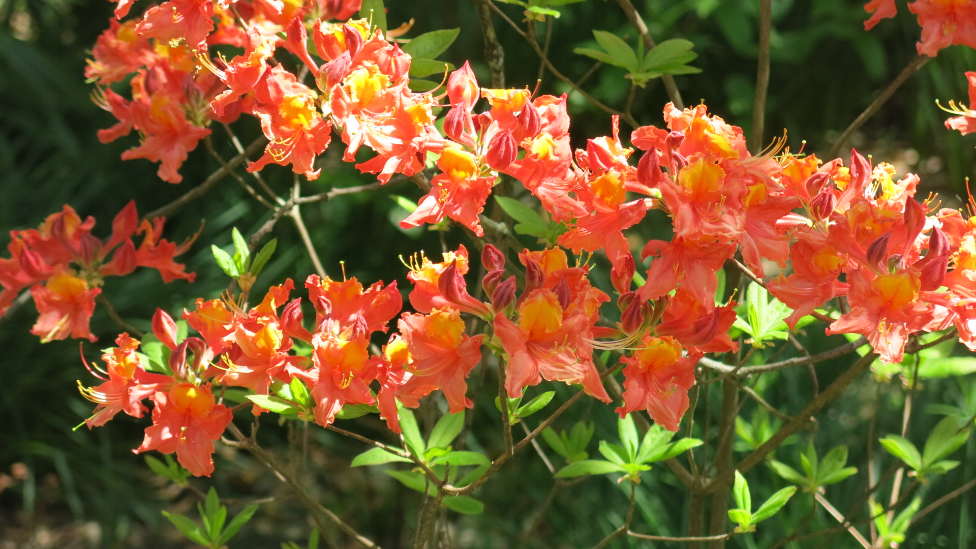 Rhododendron x 'Col. Mosby'
