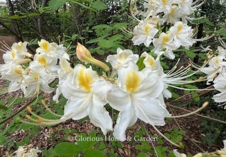 Rhododendron x 'Frederick Douglass' is a beautiful deciduous azalea in white with a yellow blotch.