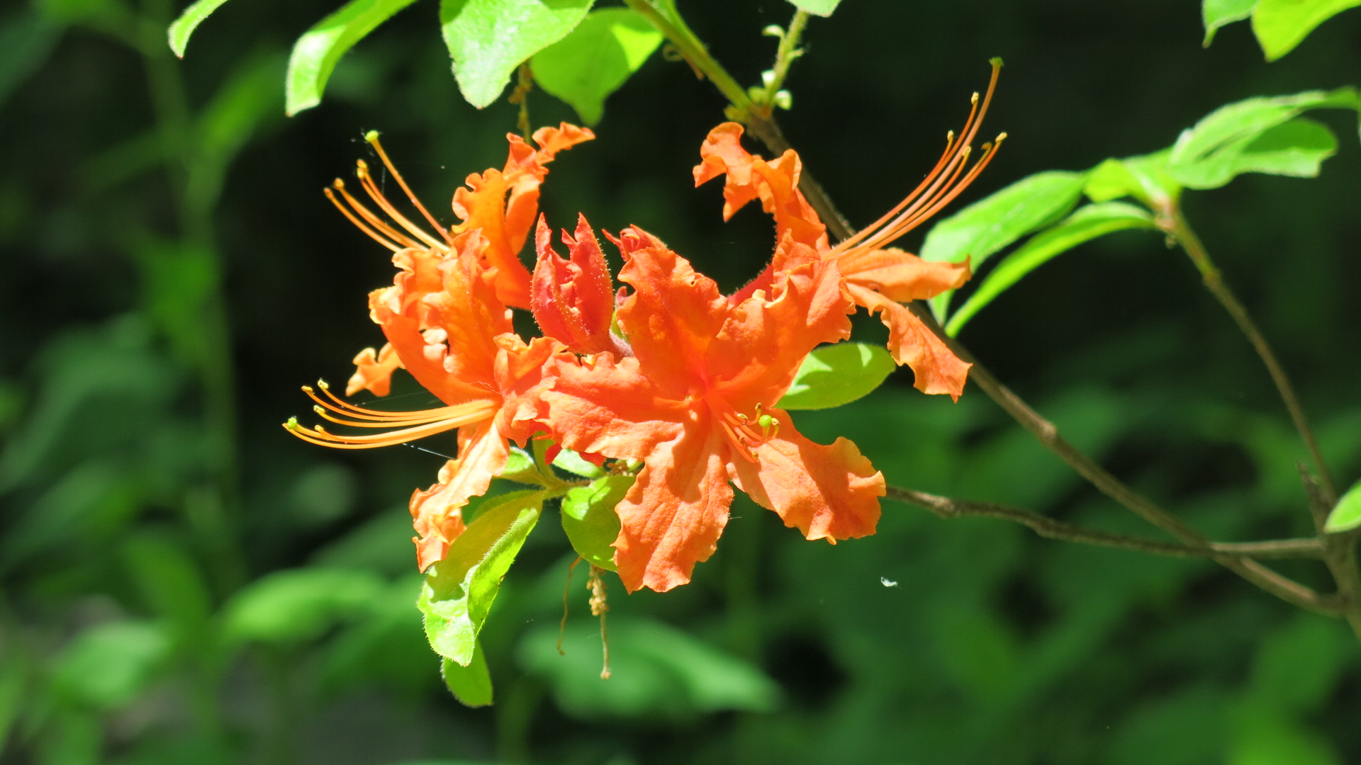 Rhododendron x 'Pvt. Lafayette Acree'
