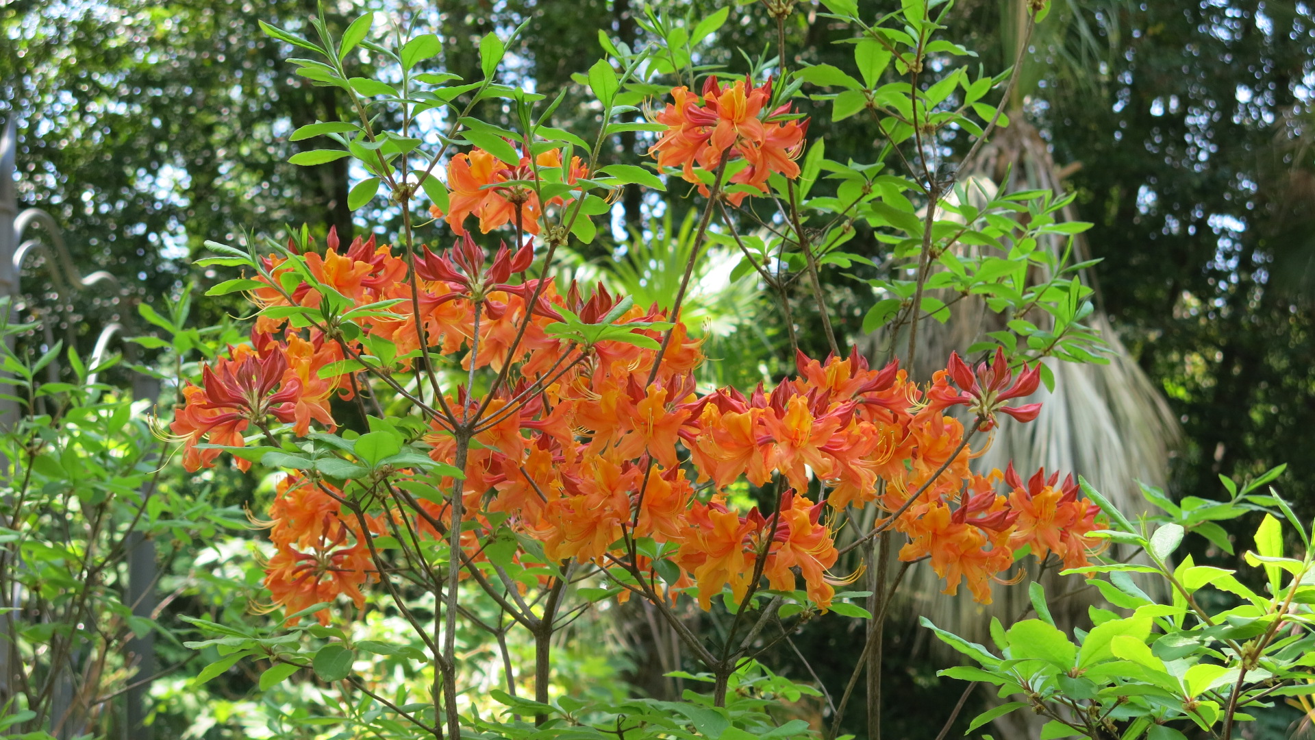 Rhododendron x 'Stonewall Jackson'