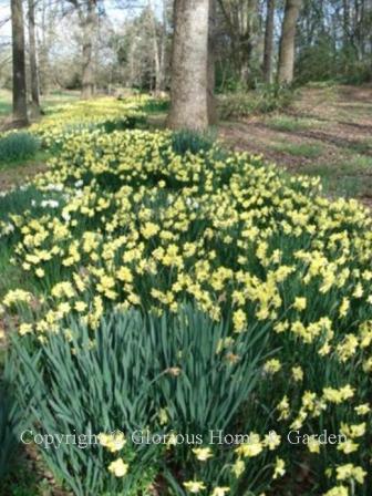 A "river" of daffodils  Mass planting of yellow daffodils in spring.