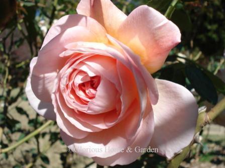 David Austin rose 'Abraham Darby'is a large shrub rose of abut 5' x 5', in shades of apricot and yellow  with a strong fragrance.