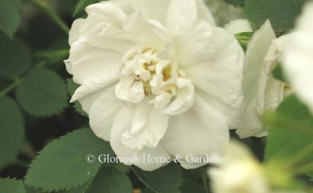 Rosa alba 'Maxima' is also known as the 'Great Double White.'