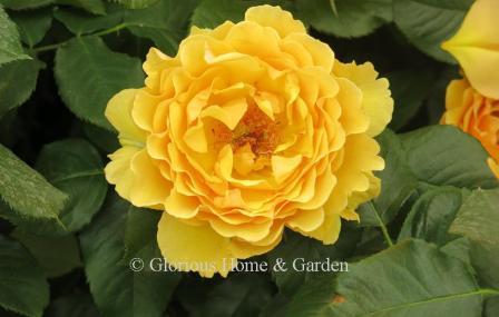 Floribunda rose 'Amber Queen' is an apricot blend  with ruffled edge petals.