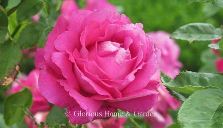 Rosa 'American Beauty'