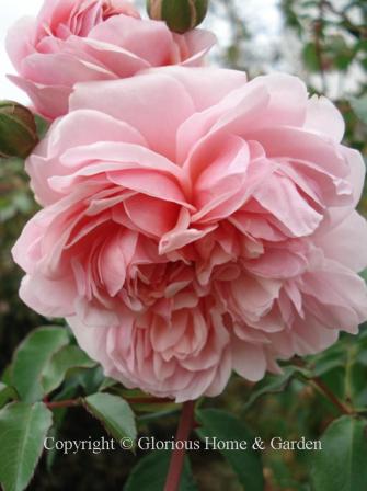 David Austin rose 'Anne Boleyn' makes a medium-sized shrub of about 4' x 4', in warm shades of pink.  Very heavily packed with petals.