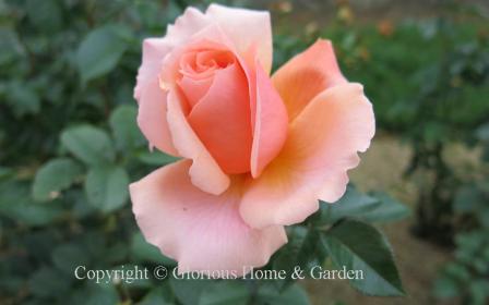 Rosa 'Apricot Candy,' soft apricot hybrid tea.  Exquisite buds look like sugar icing roses.