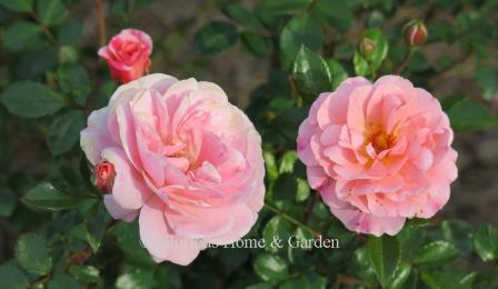 Rosa 'Apricot Drift®' is a short, about 2' rose that is great to use for groundcover, a short hedge, or container.  It has lovely apricot double blooms that continue all summer into fall.