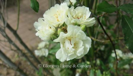 Rosa banksiae 'Alba Plena,' the white version of the Lady Banks rose.