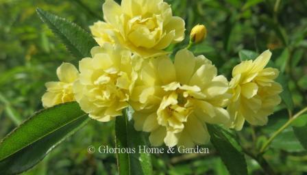Rosa banksiae 'Lutea,' the yellow version of the Lady Banks rose.