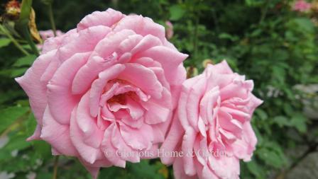 Rosa 'Belinda's Dream' is a shrub rose with beautiful, very full medium pink blooms. Disease resistant, and grows to about 5' x 5.'