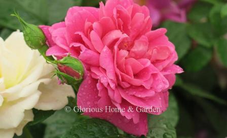 Rosa 'Belle de Crecy' is an old gallica rose that opens pink and fades to soft violet.