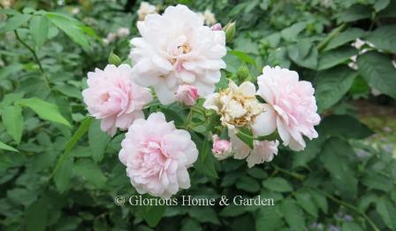 Rosa 'Blush Noisette' is the first of the Noisette roses, blush pink, fragrant.