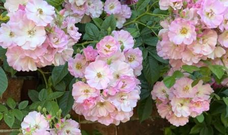 Rosa 'Blush Rambler' blooms once, but heavily, covered with clusters of small, pink, fragrant blooms.  Grows to 15.'