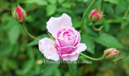 Rosa 'Caldwell Pink' is a polyantha rose in medium pink.