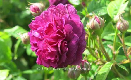 Rosa 'Cardinal de Richelieu' is an old gallica rose with few prickles. The reflexing petals open pink into a ball shape and mature to purple.
