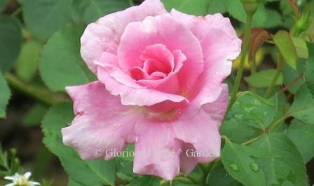 Rosa 'Carefree Beauty' has large, semi-double rich pink blooms that continue from late spring to frost on a 5' x 5' shrub.