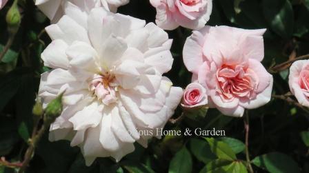 Rosa 'Cecile Brunner' also called the Sweetheart Rose, is a thornless polyantha with smallish pale pink flowers, a bit darker in the center, and of good form.