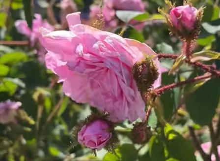 Rosa centifolia 'Mucosa'